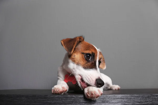 Jack russell terrier de — Foto de Stock