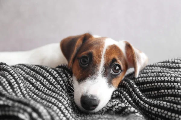 Jack terrier de russell — Fotografia de Stock