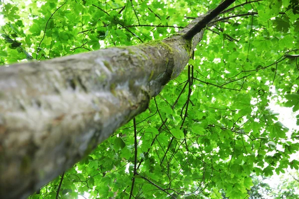 Magnificent tree trunk in the forest — Stock Photo, Image