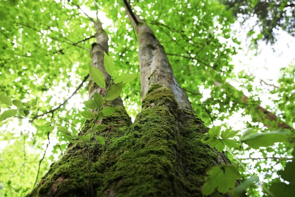 Чудовий стовбур дерева в лісі — стокове фото