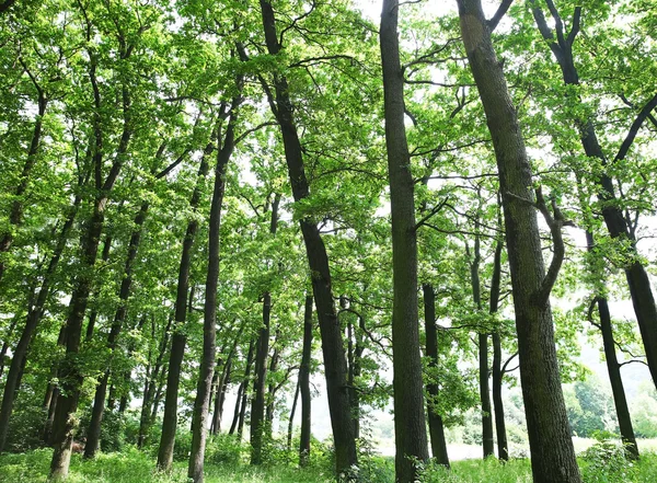 Yaz ormandaki yeşil ağaçlar — Stok fotoğraf