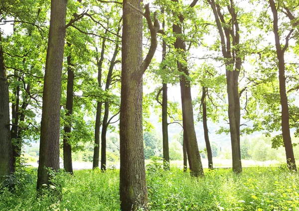 Grüne Bäume im Sommerwald — Stockfoto