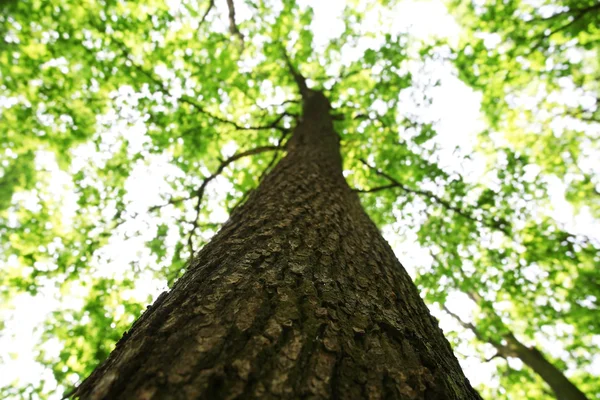 Muhteşem ağaç gövdesinde gökyüzü arka plan — Stok fotoğraf