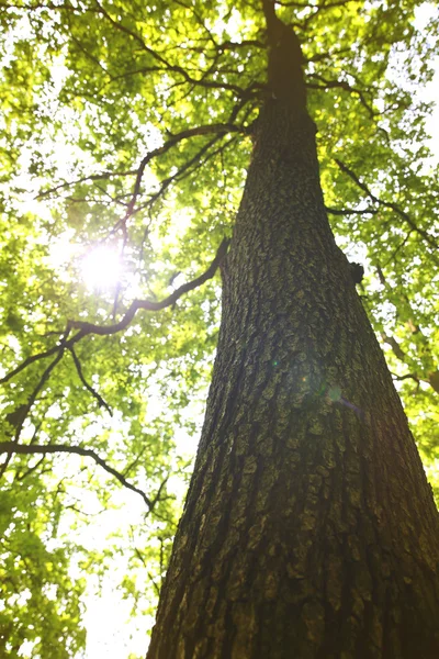 하늘 배경에 웅장 한 나무 줄기 — 스톡 사진