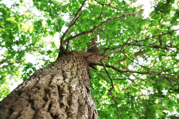 Magnífico tronco de árbol en el fondo del cielo — Foto de Stock