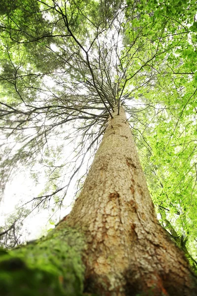 Parte superior de los árboles en el bosque —  Fotos de Stock