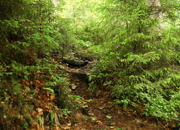 Wildpfad im Bergwald — Stockfoto