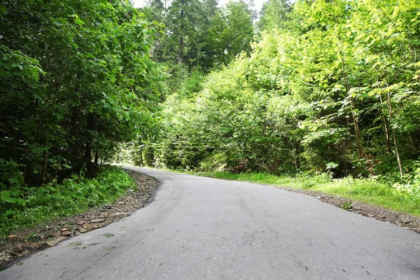 Road in mountain forest — Stock Photo, Image