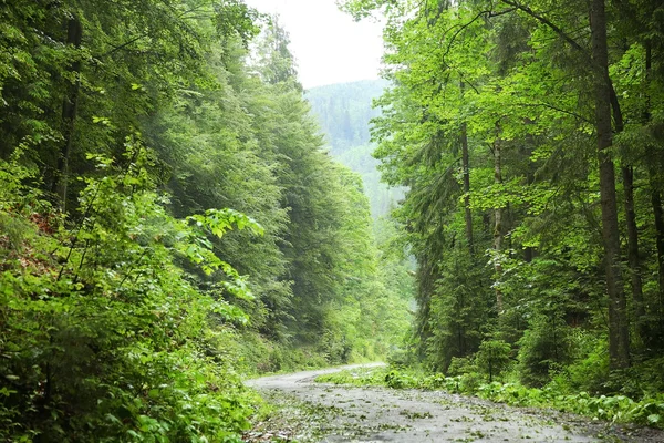 在山林的道路 — 图库照片