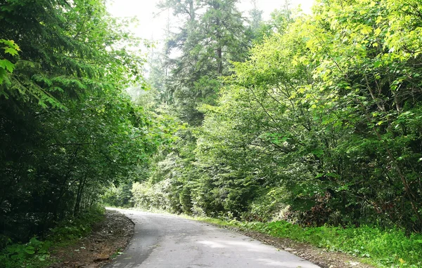 Estrada na floresta de montanha — Fotografia de Stock