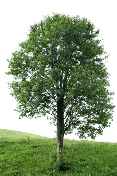 Einsamer Baum in Waldhügeln — Stockfoto