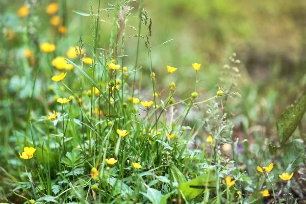 Yellow wildflowers in forest — Stock Photo, Image