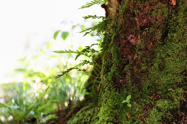 Grande árvore na floresta dos Cárpatos — Fotografia de Stock