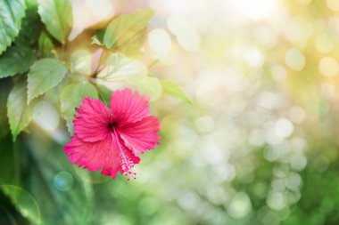 Güzel hibiscus çiçek üzerinde arka plan bulanık. Çiçek Tasarım.