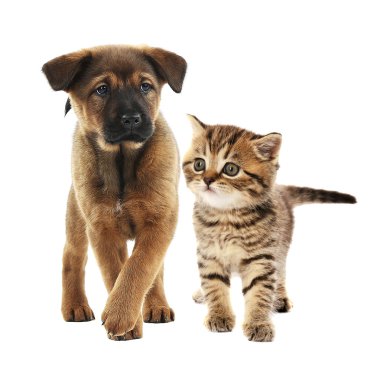 Sevimli köpek ve kedi 