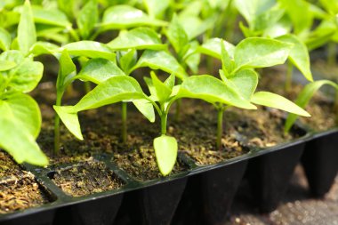 Young plants growing in greenhouse clipart