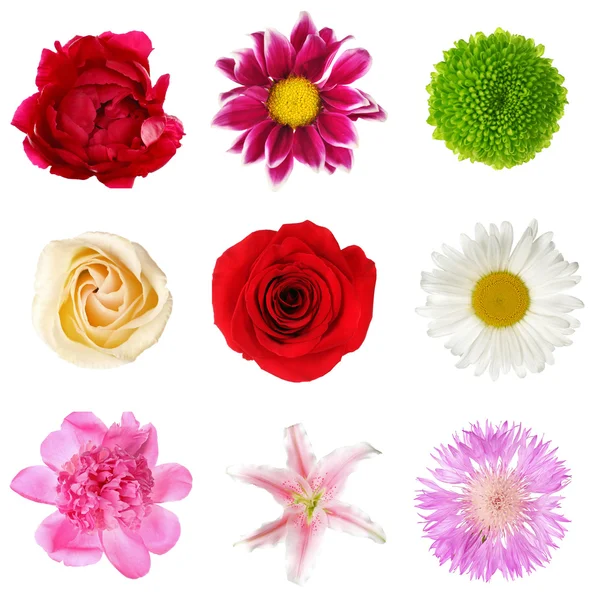 Mooie bloemen collage — Stockfoto