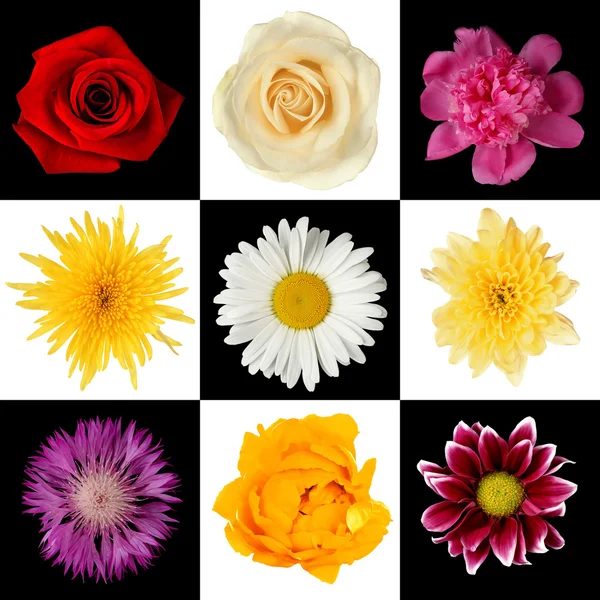 Hermosas flores collage — Foto de Stock