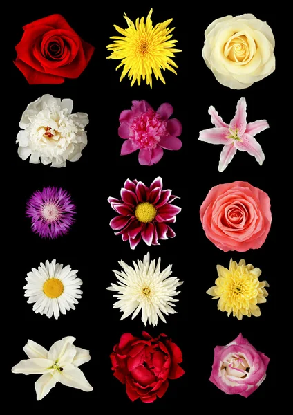 아름 다운 꽃 콜라주 — 스톡 사진