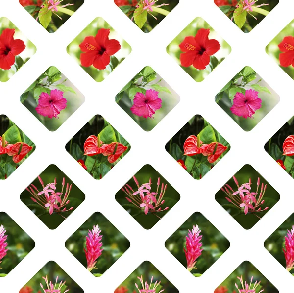 Mönster med blommig prydnad — Stockfoto