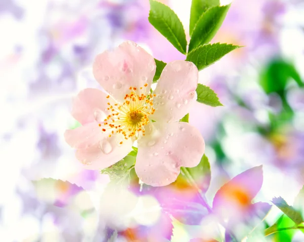 Hermosa flor rosa de la cadera sobre fondo borroso. Diseño floral . —  Fotos de Stock