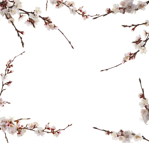 Frame of spring flowering branches on white background. — Stock Photo, Image