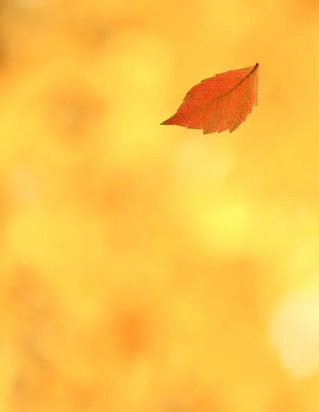 Autumn leaf background — Stock Photo, Image