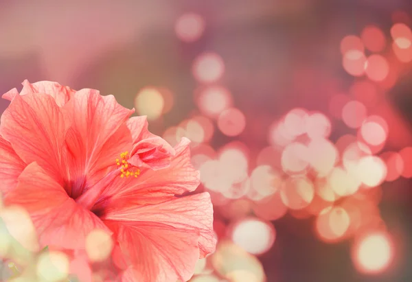 Bela flor de hibisco em luzes borradas fundo. Desenho floral . — Fotografia de Stock