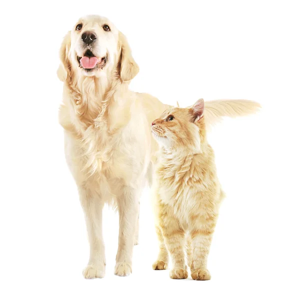 Niedlicher Golden Retriever und gestromte Katze — Stockfoto