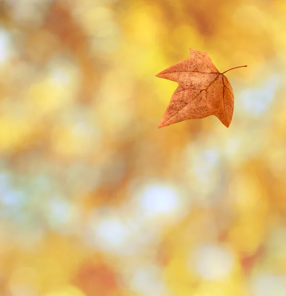 Herfst blad achtergrond — Stockfoto