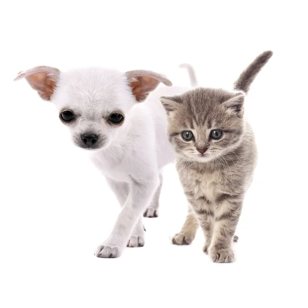 Schattige hond en kitten — Stockfoto