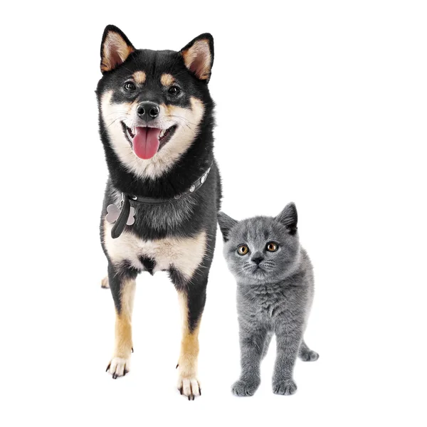 Милая собака и котенок — стоковое фото
