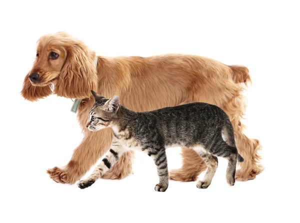 Söt hund och katt — Stockfoto