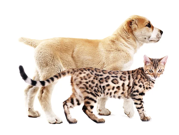 귀여운 개와 고양이 — 스톡 사진