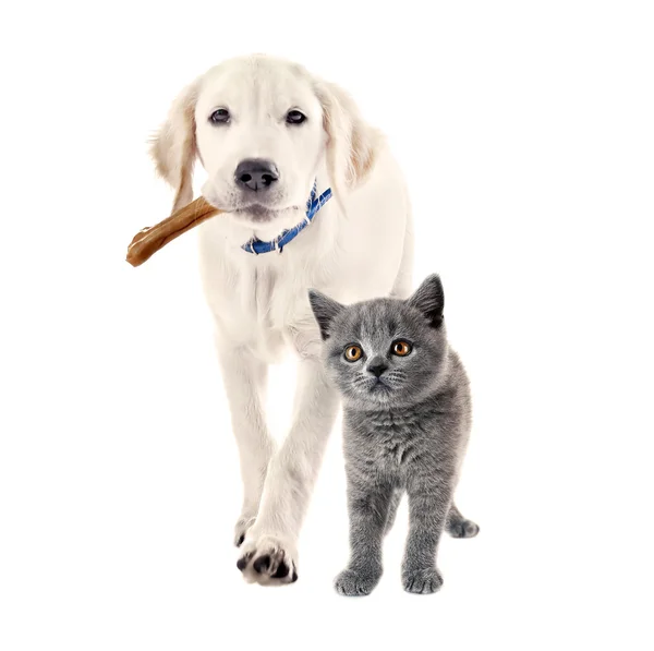 Schattige hond en kitten — Stockfoto