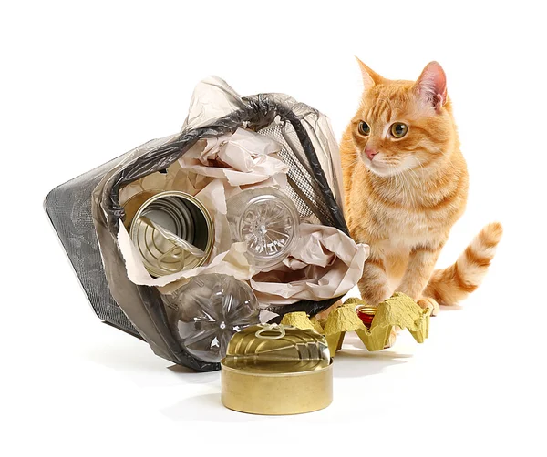 Cat near full inverted garbage basket — Stock Photo, Image