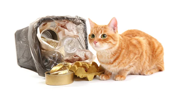 Кошка рядом с перевернутой корзиной для мусора — стоковое фото