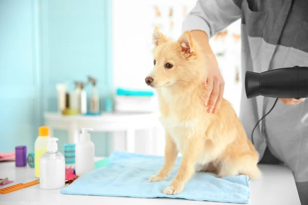 Söt hund Spitz på groomer salong — Stockfoto