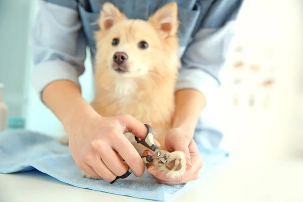 Cão bonito Spitz no salão de groomer — Fotografia de Stock