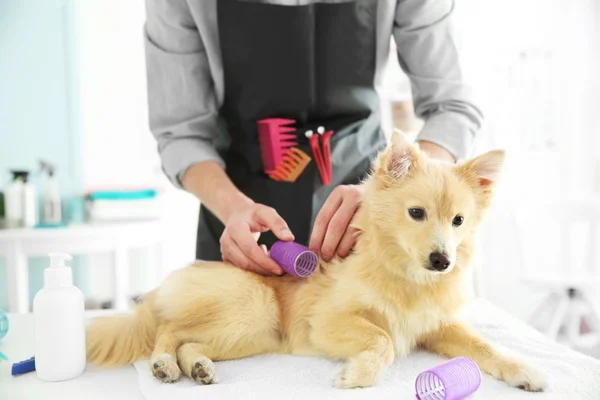 Söt hund Spitz på groomer salong — Stockfoto