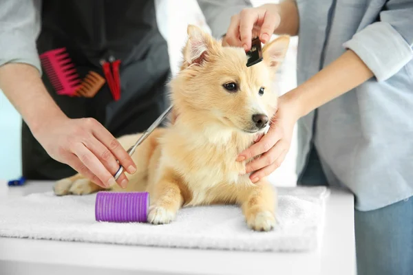 Cão bonito Spitz no salão de groomer — Fotografia de Stock