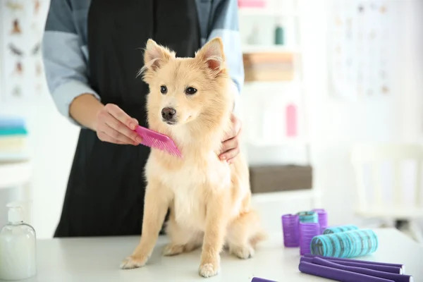 Cão bonito Spitz no salão de groomer — Fotografia de Stock