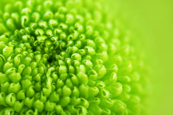 Beautiful green flower, closeup — Stock Photo, Image