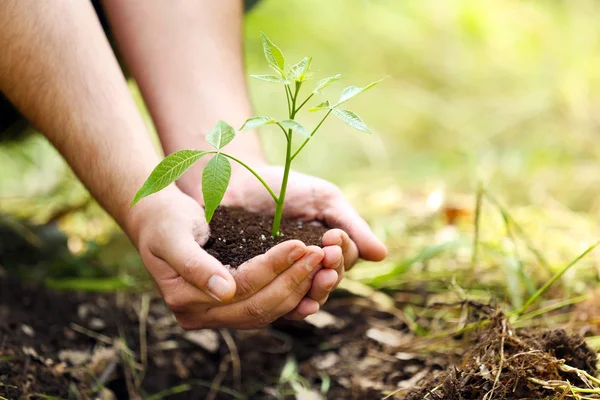 Man van de aanplant van de boom in de tuin — Stockfoto