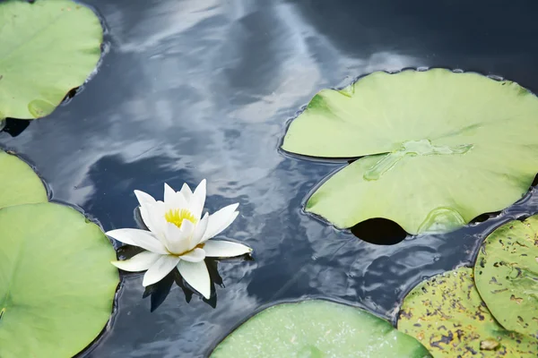 Paysage avec des nénuphars sur l'eau — Photo