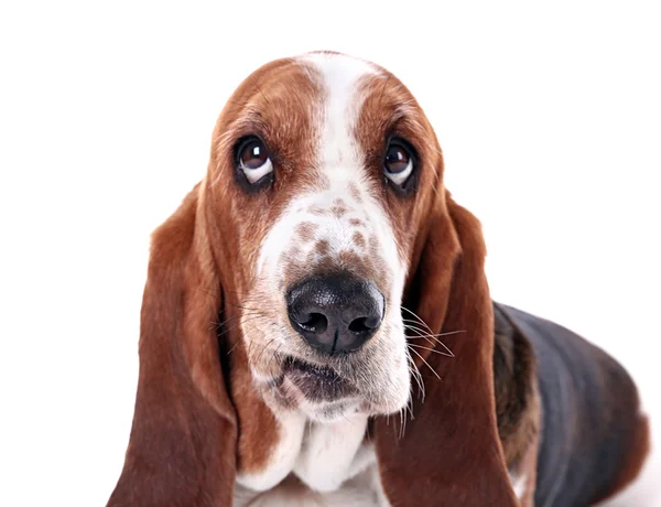 Basset Hound dog — Stockfoto