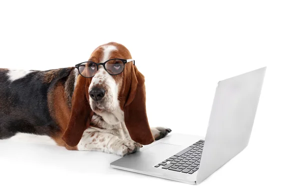 Basset Λαγωνικός σκύλος — Φωτογραφία Αρχείου