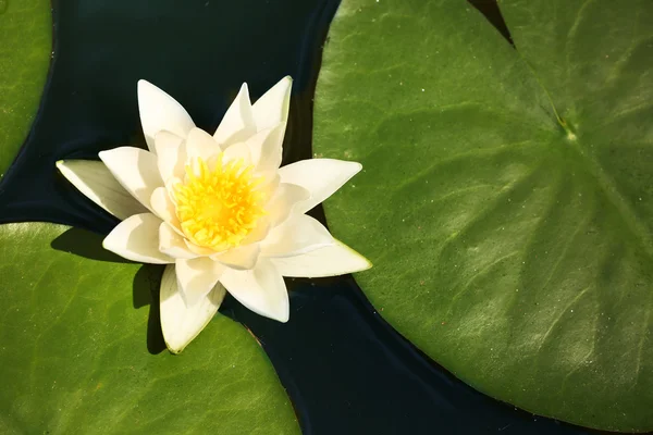 Piękna lilia wodna nad stawem — Zdjęcie stockowe