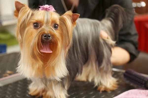 Słodki yorkshire terrier — Zdjęcie stockowe