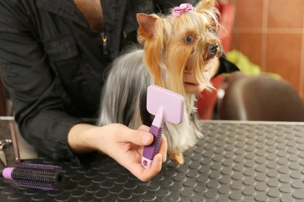 Psi Fryzjer w salonie — Zdjęcie stockowe